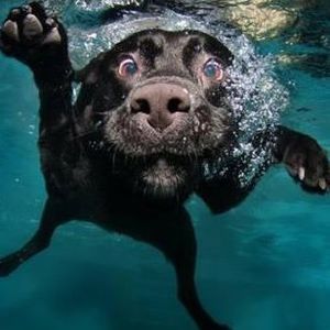 Meet your Posher, Chuck